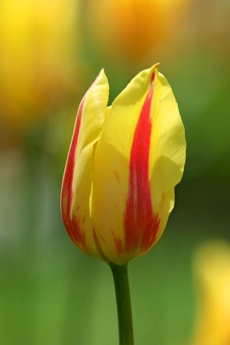Tulipes_a_Morges_2008-002_2