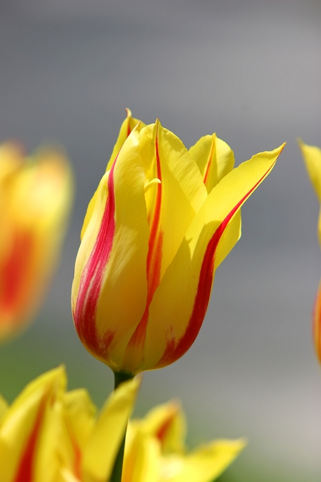 Tulipes_a_Morges_2008-001_2