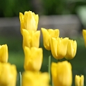 Tulipes_a_Morges_2008-018_2