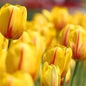 Tulipes_a_Morges_2008-062_2