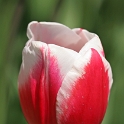 Tulipes_a_Morges_2008-111_2