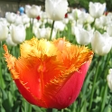 Tulipes_a_Morges_2008-212_2